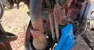 BAJAJ PULSAR 2025, foto 10 de 19
